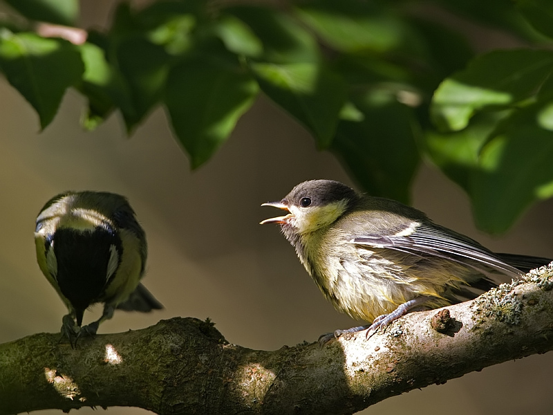 Parus major Koolmees Great Tit